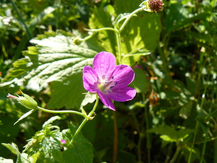 Под теплыми лучами